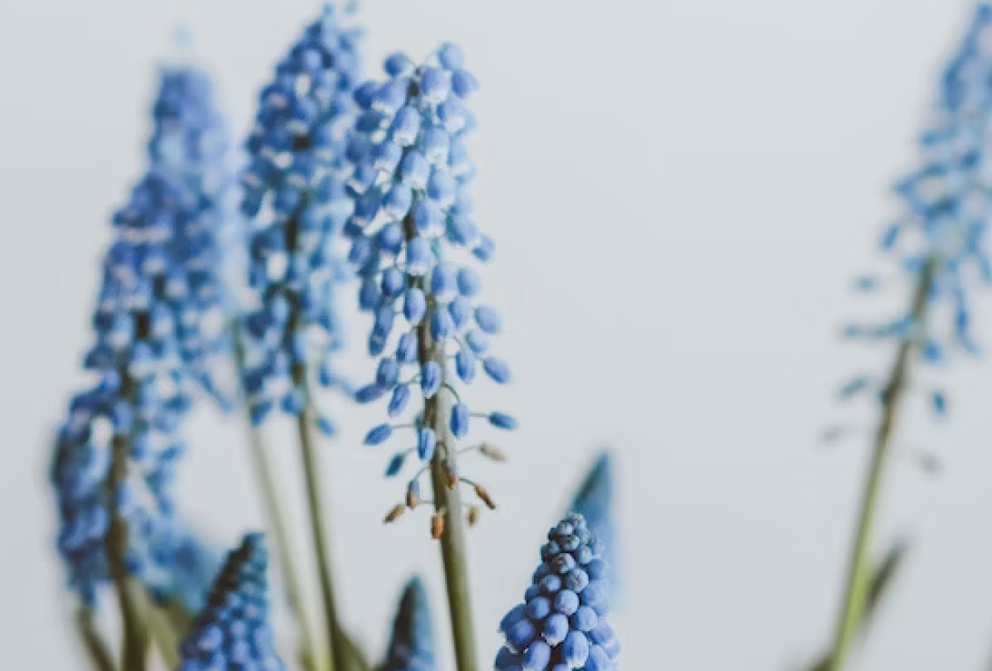 blue-flowers